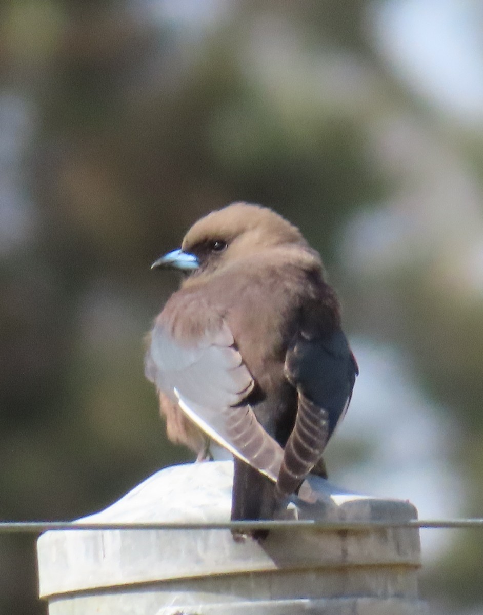 Dusky Woodswallow - ML641087381
