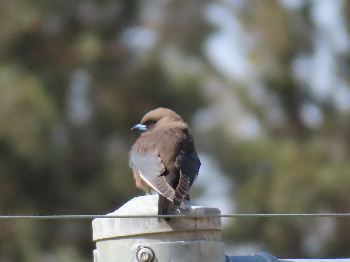 Dusky Woodswallow - ML641087384