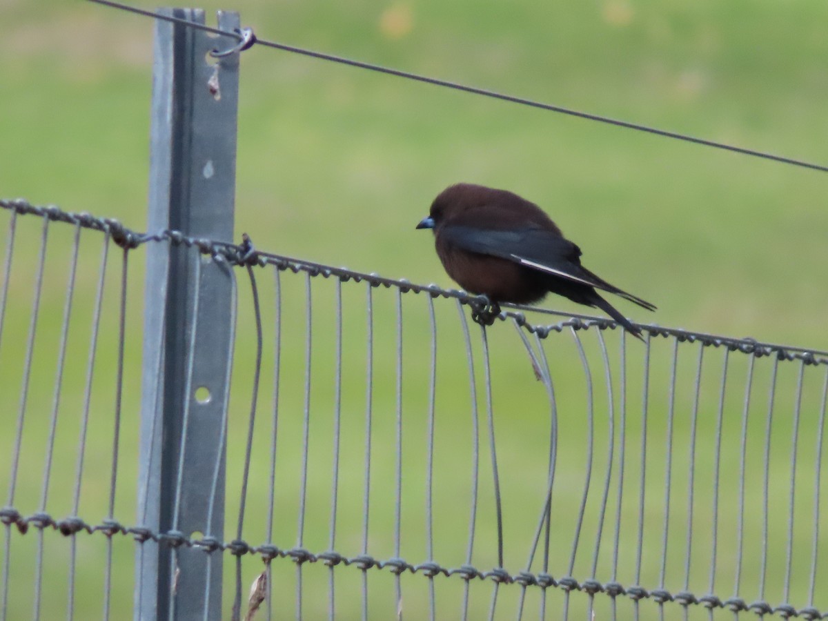 Dusky Woodswallow - ML641087385