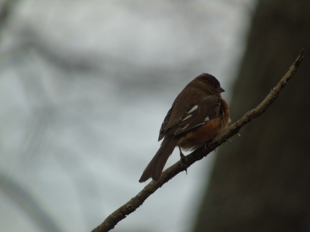 Eastern Towhee - ML641087405