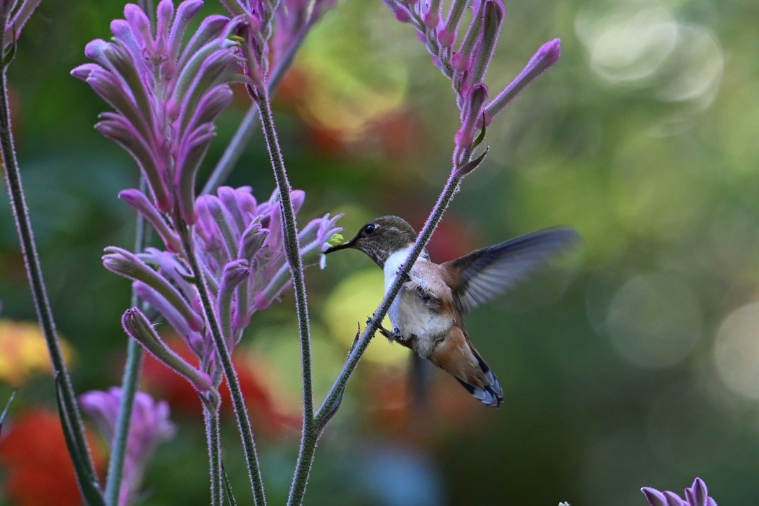 Rufous Hummingbird - ML641087416