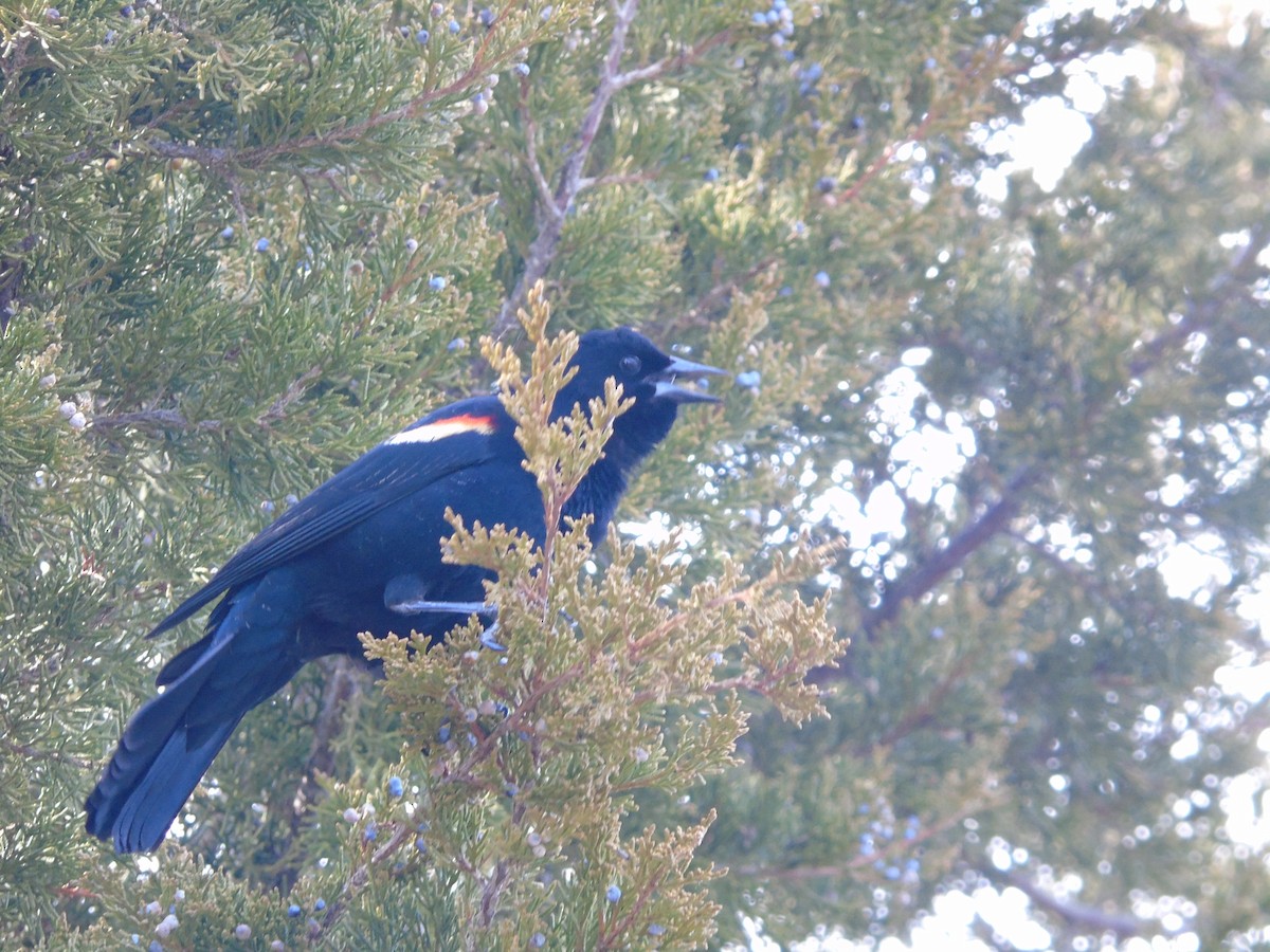 Red-winged Blackbird - ML641087422