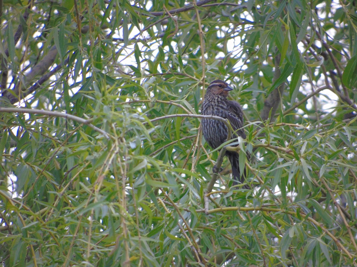 Red-winged Blackbird - ML641087423