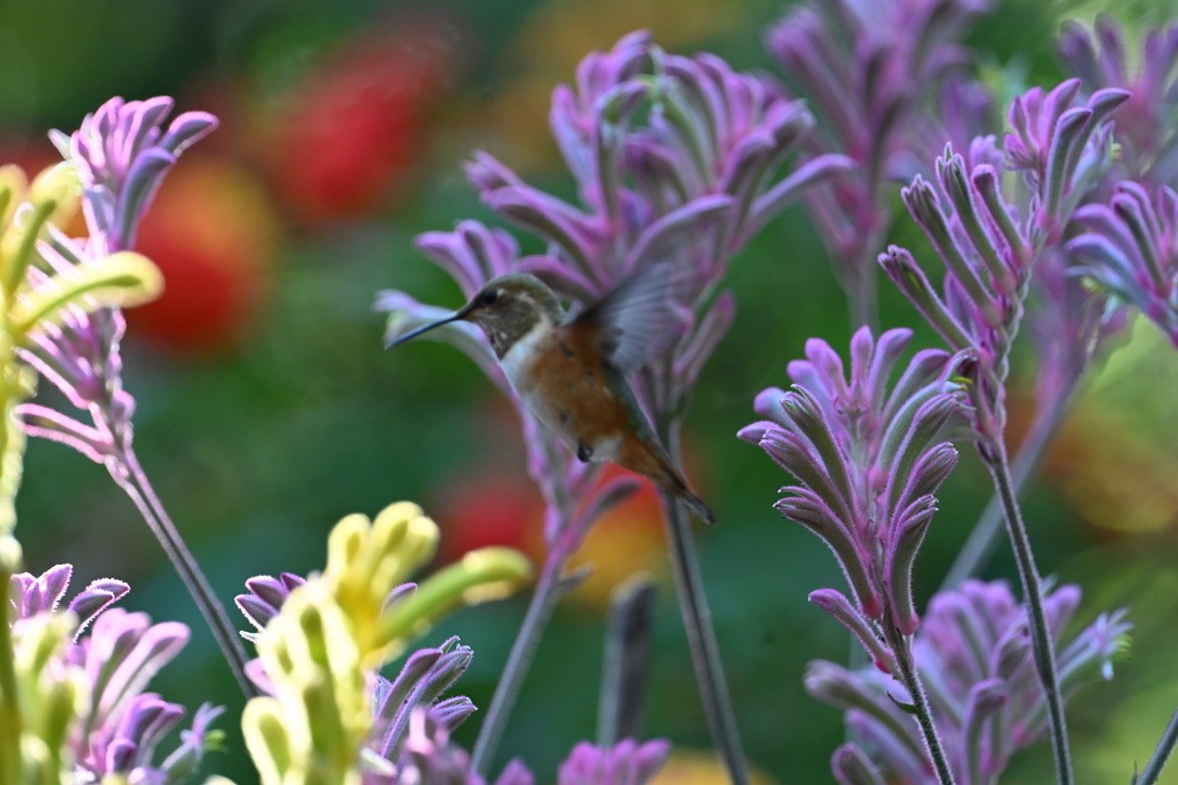 Rufous Hummingbird - ML641087426