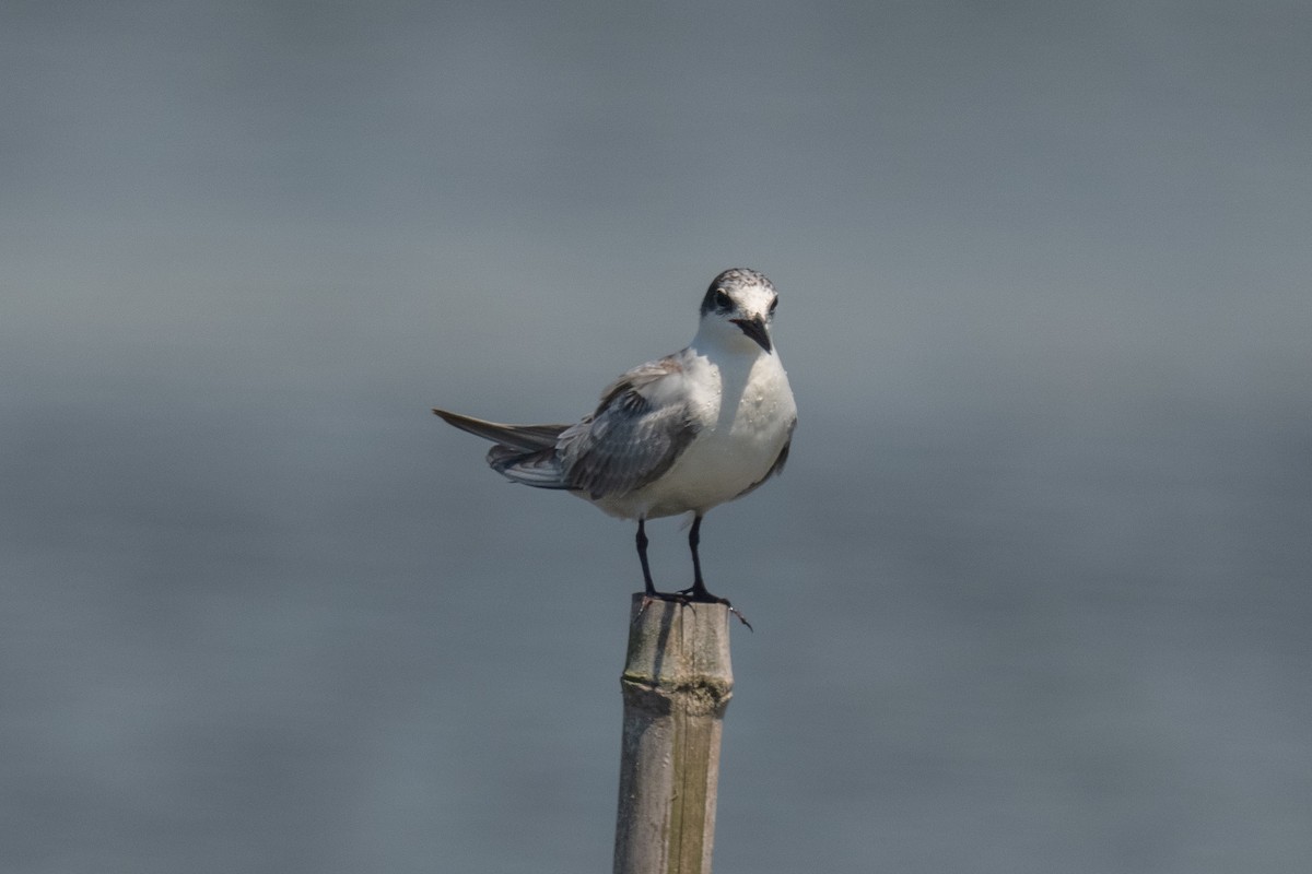 Whiskered Tern - ML641087428