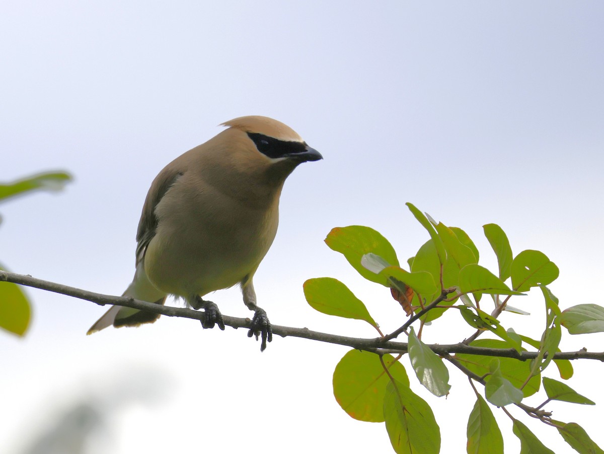 Cedar Waxwing - ML641087437