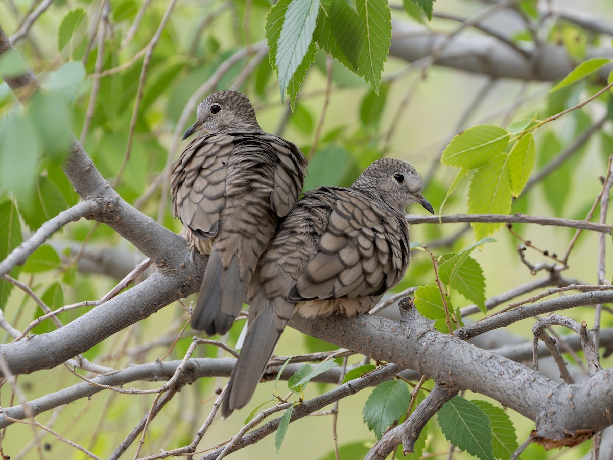 Inca Dove - ML641087443