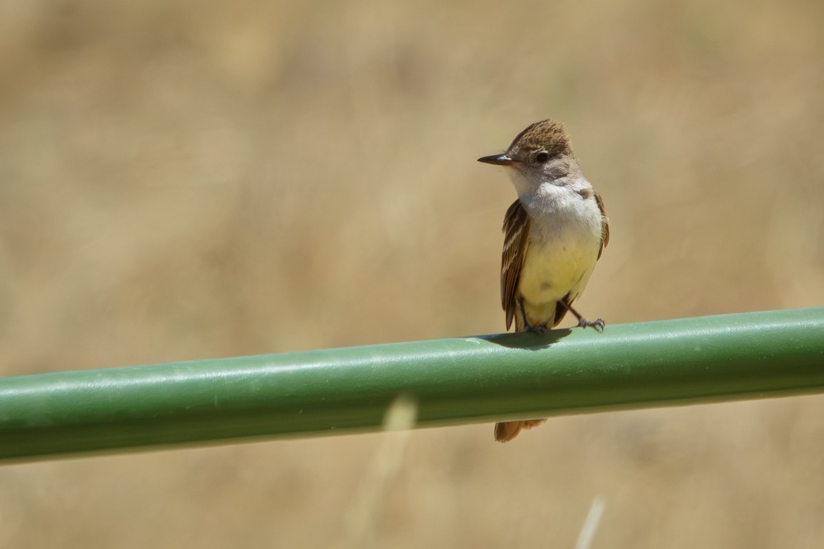 Ash-throated Flycatcher - ML641087455