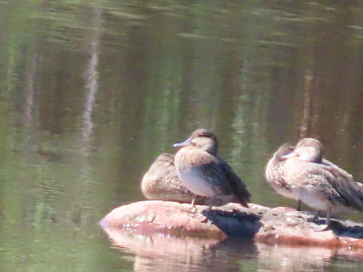 Green-winged Teal - ML641087467