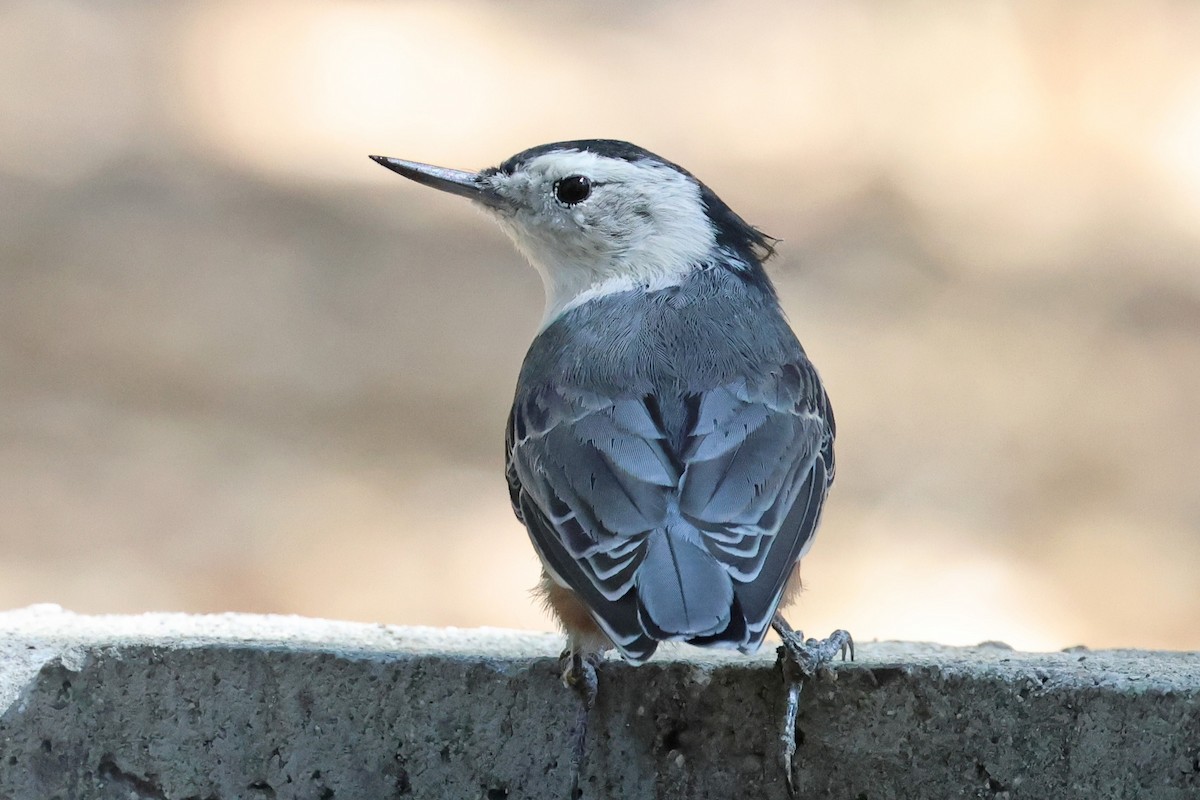 White-breasted Nuthatch - ML641087469