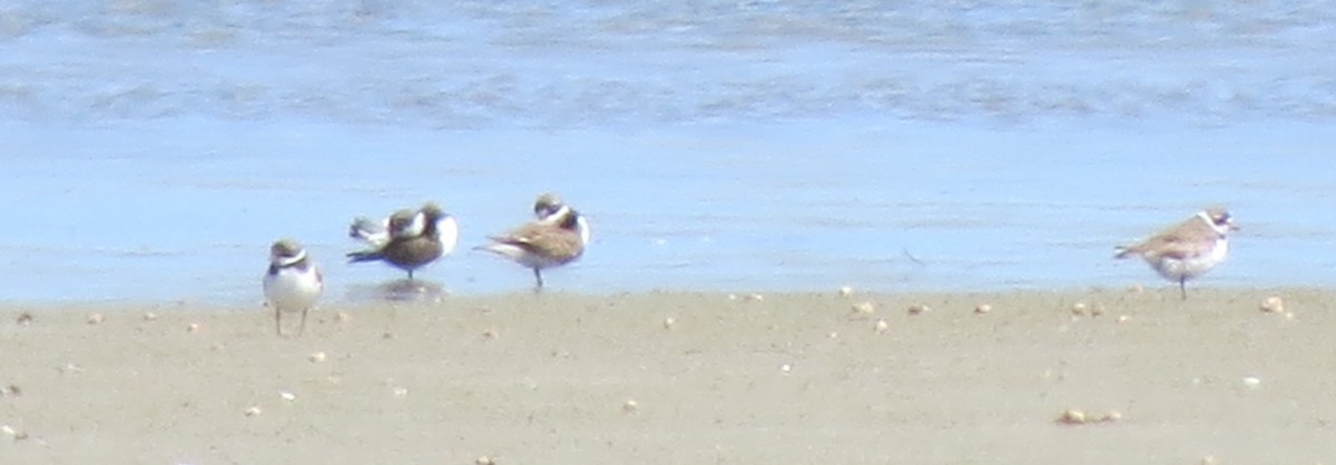 Semipalmated Plover - ML641087470