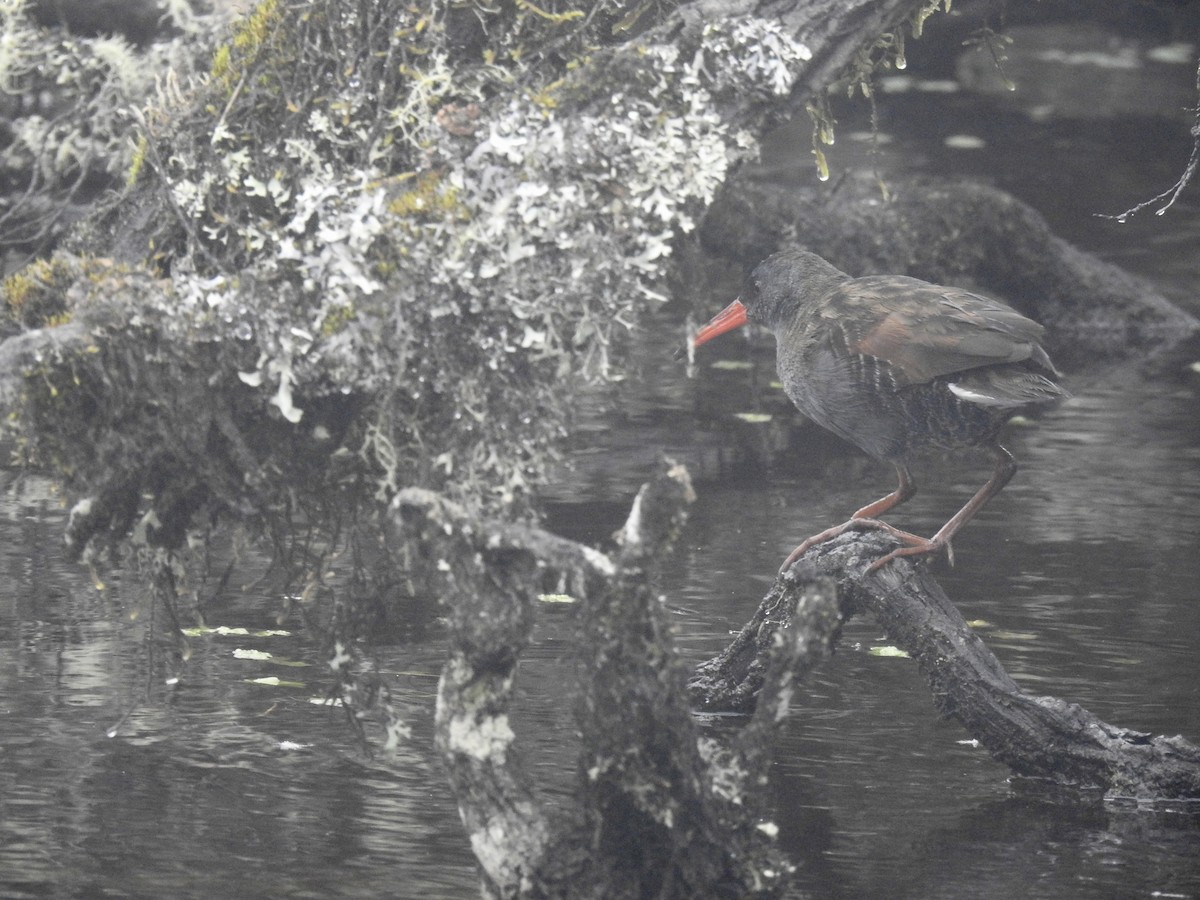 Bogota Rail - ML641087477