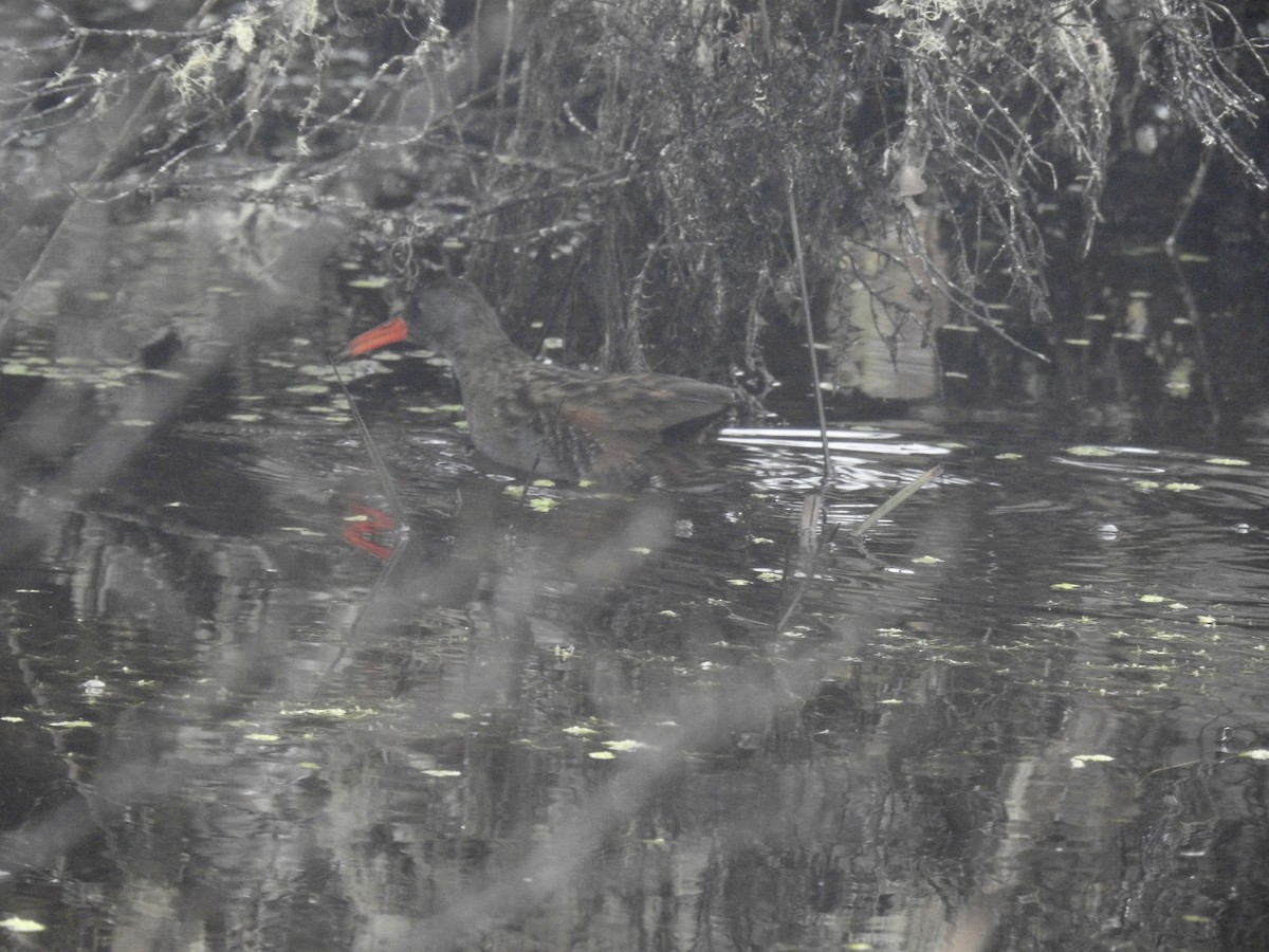 Bogota Rail - ML641087478