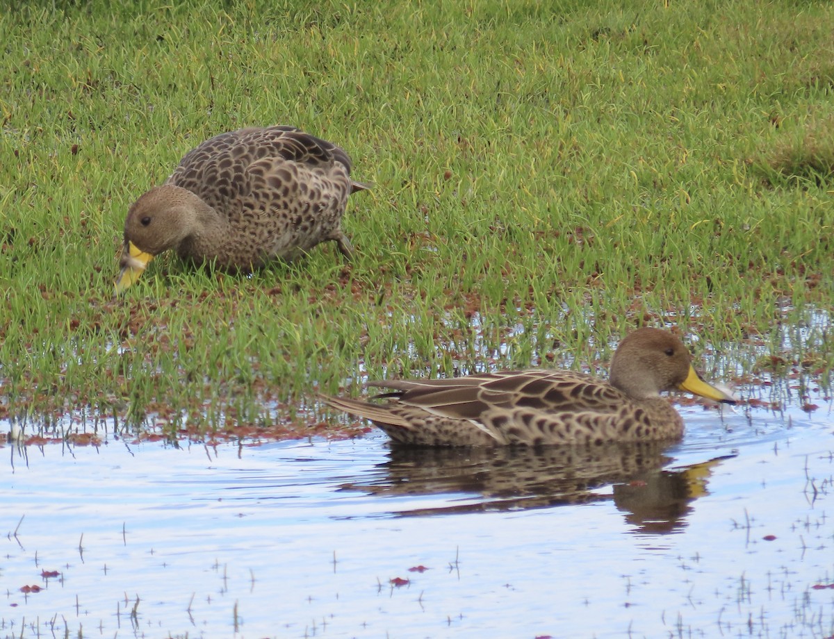Yellow-billed Pintail (South American) - ML641087550