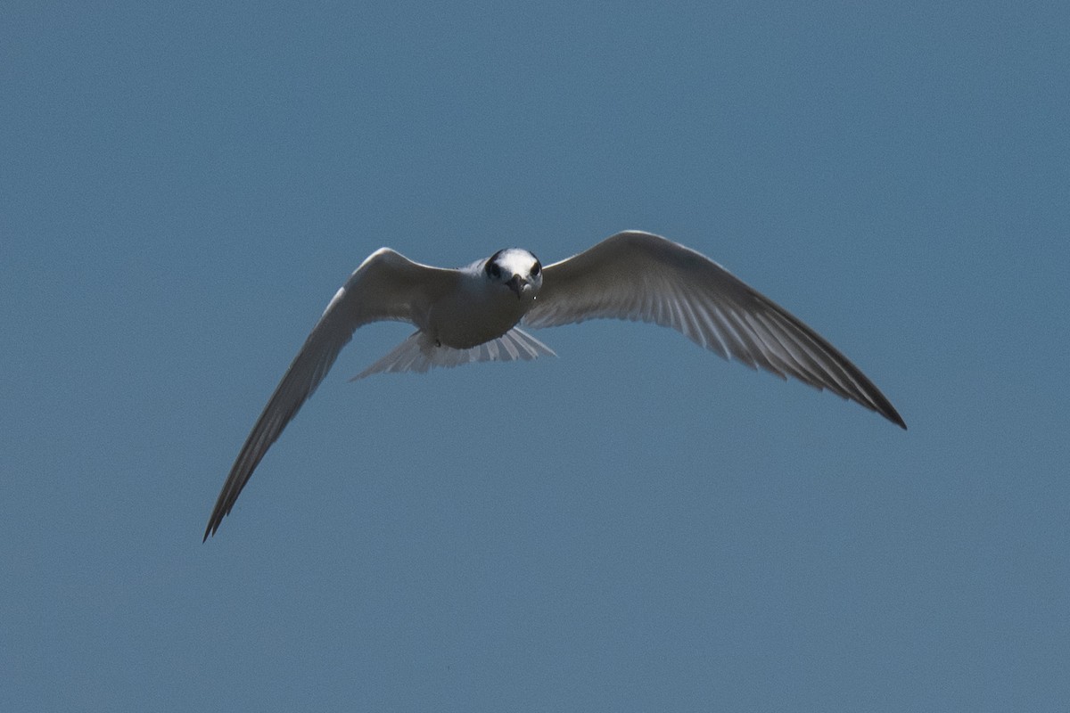 Whiskered Tern - ML641087568