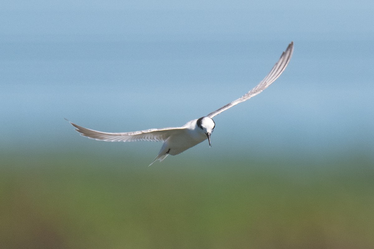Whiskered Tern - ML641087569