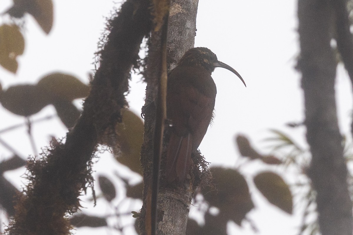 Greater Scythebill - ML641087598