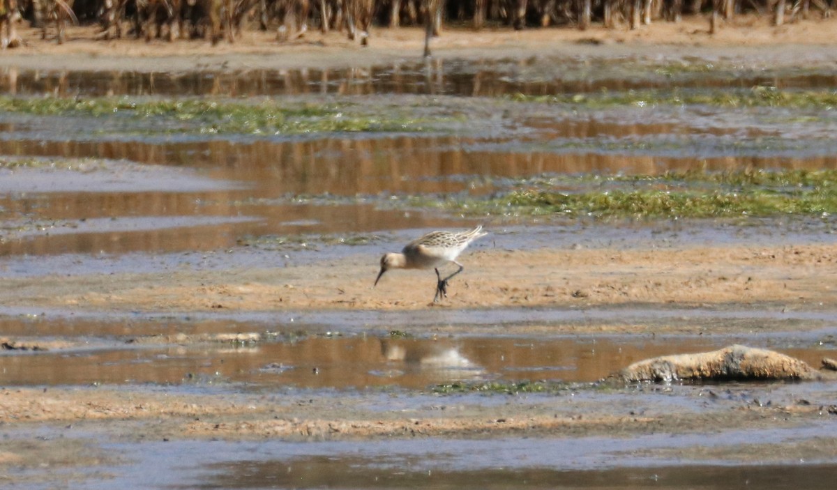 Ноцоо элсэг - ML641087610