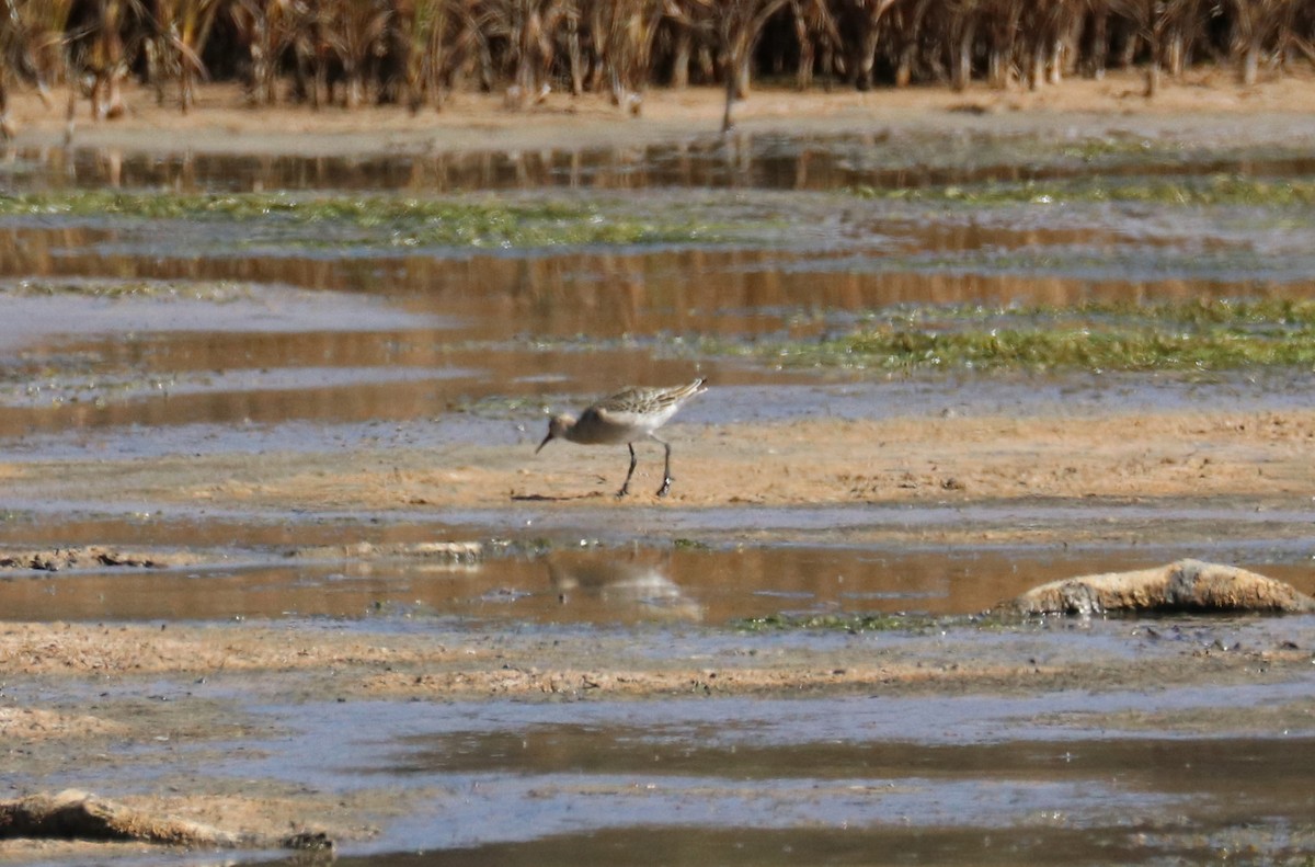 Ноцоо элсэг - ML641087611
