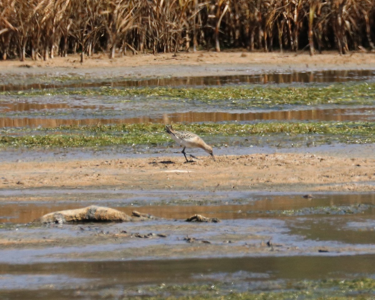 Ноцоо элсэг - ML641087612