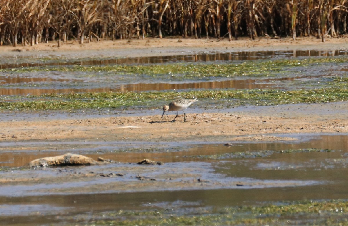 Ноцоо элсэг - ML641087613