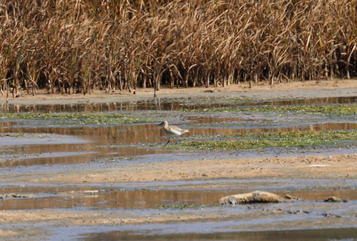 Ноцоо элсэг - ML641087614