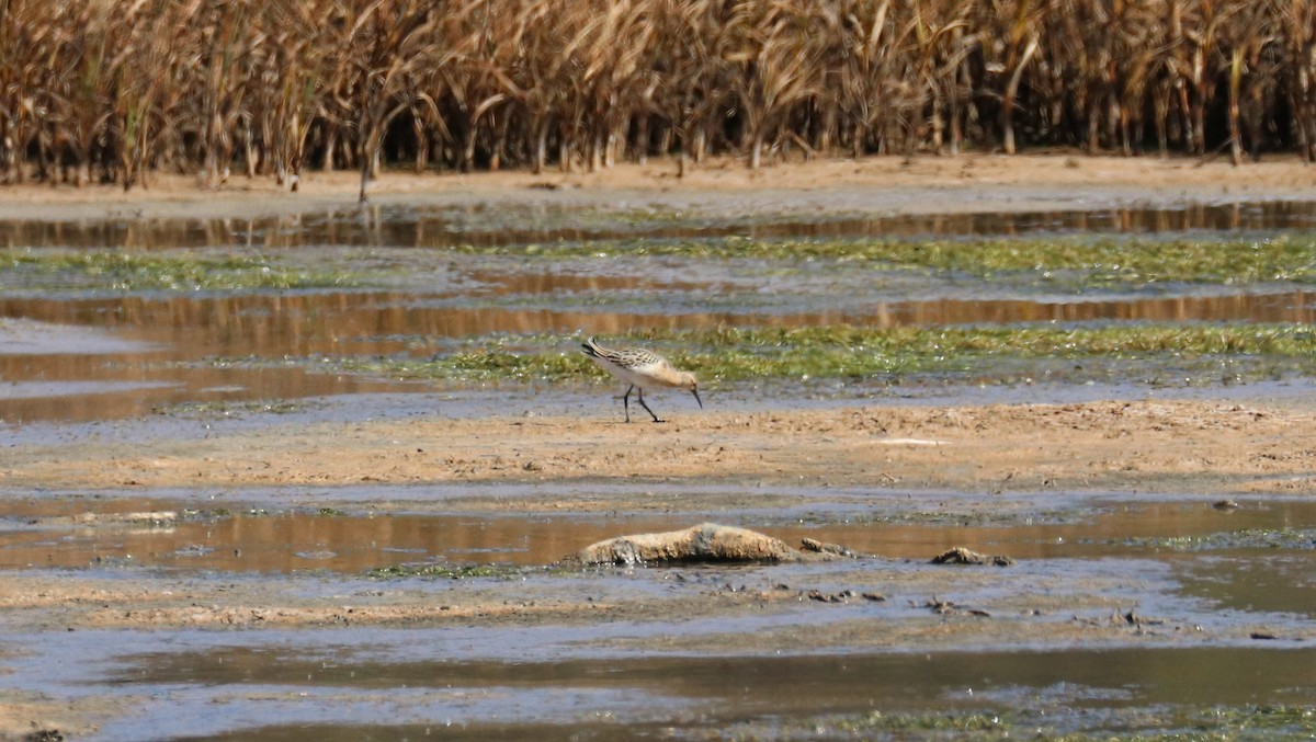 Ноцоо элсэг - ML641087615