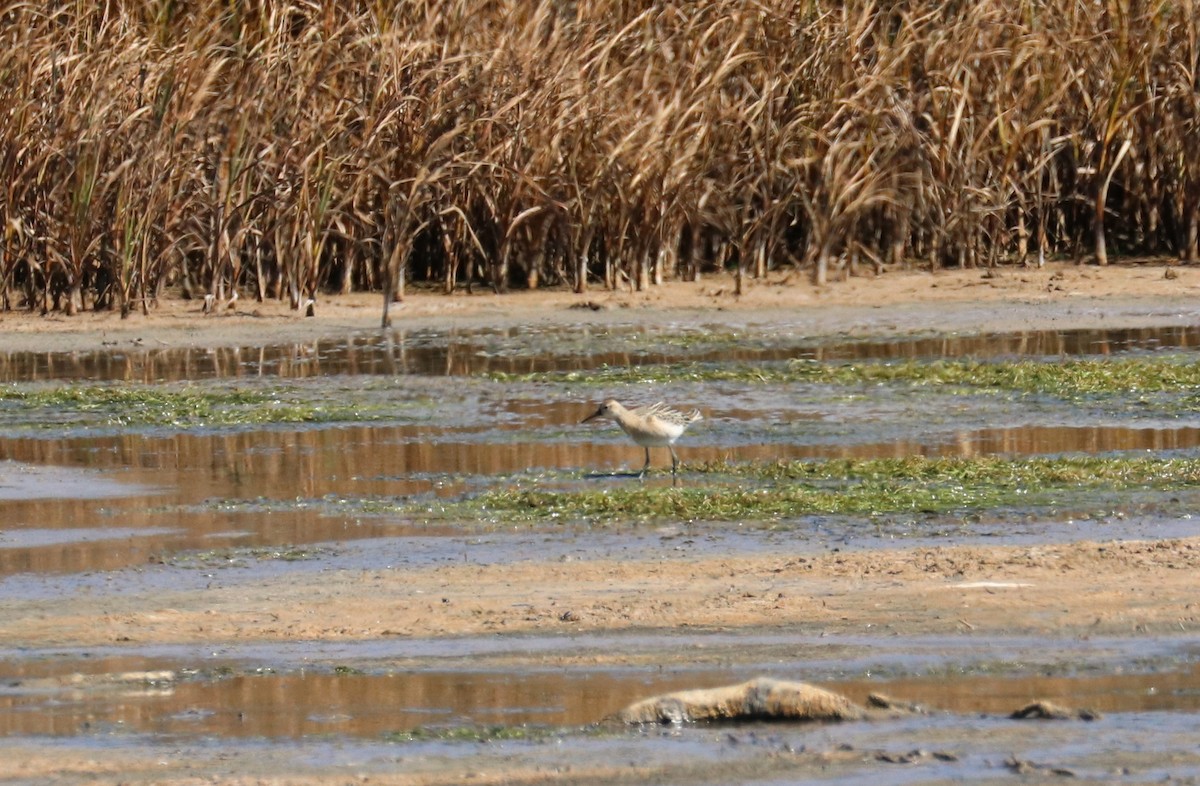 Ноцоо элсэг - ML641087616