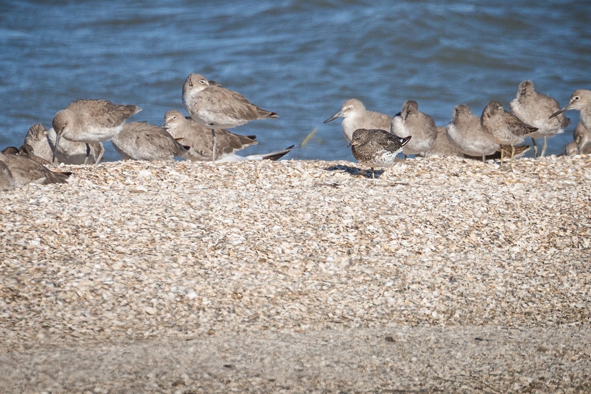 Surfbird - ML641087669