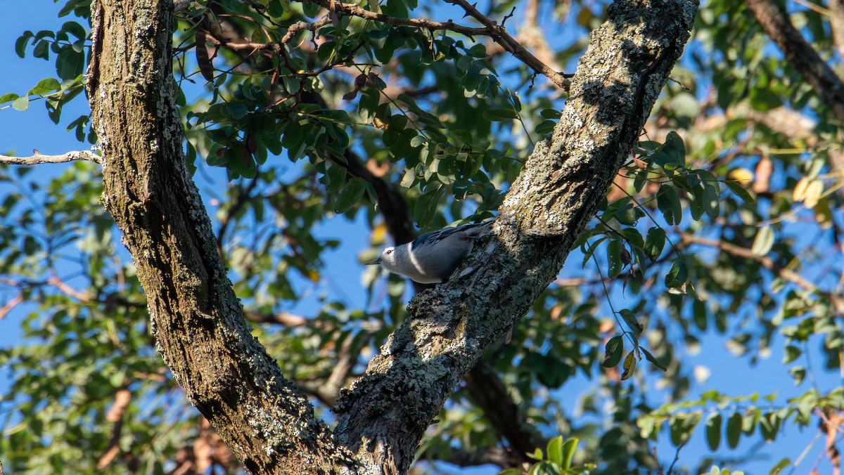White-breasted Nuthatch - ML641087673