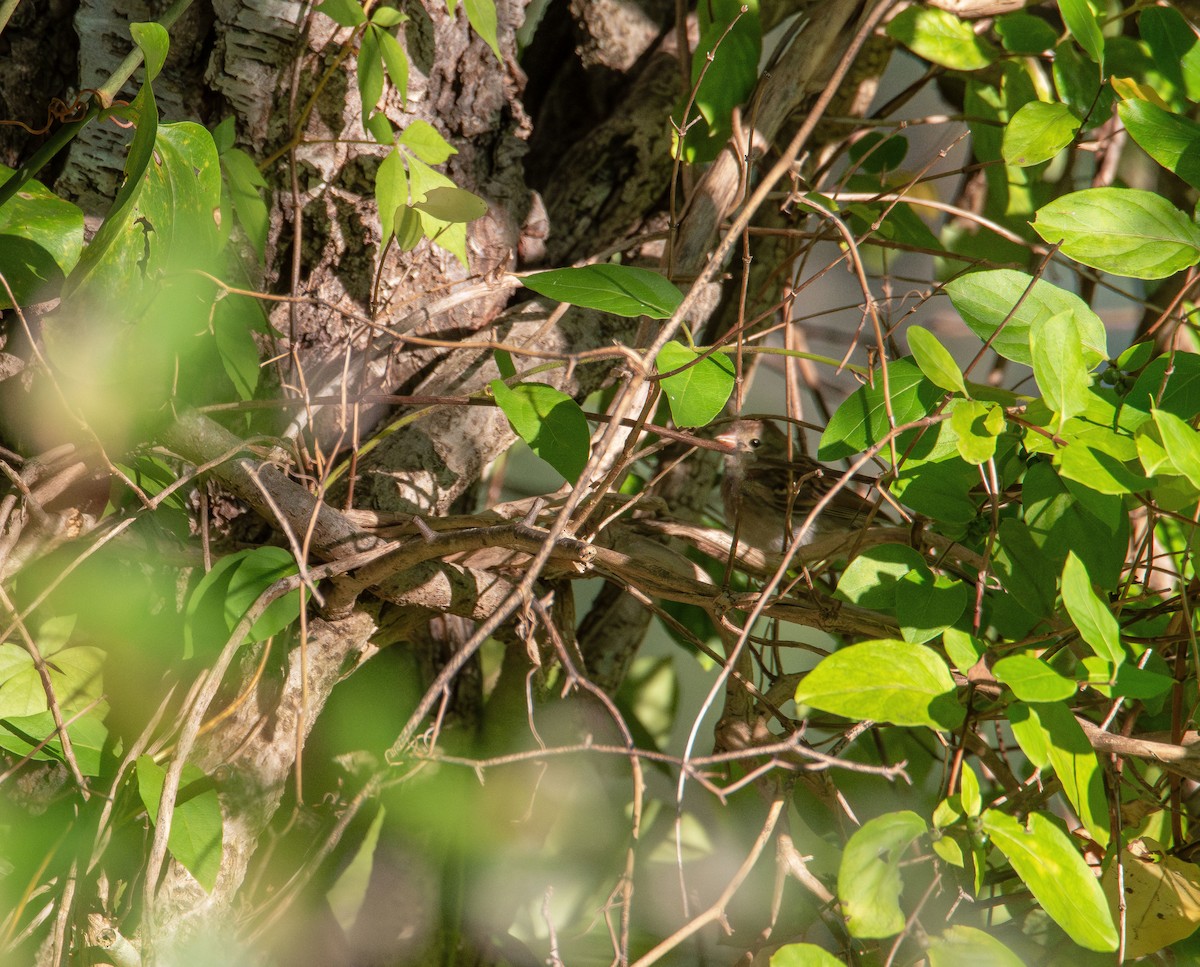 Field Sparrow - ML641087686