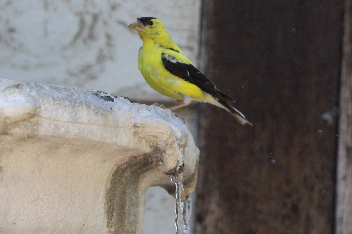Chardonneret jaune - ML641087691