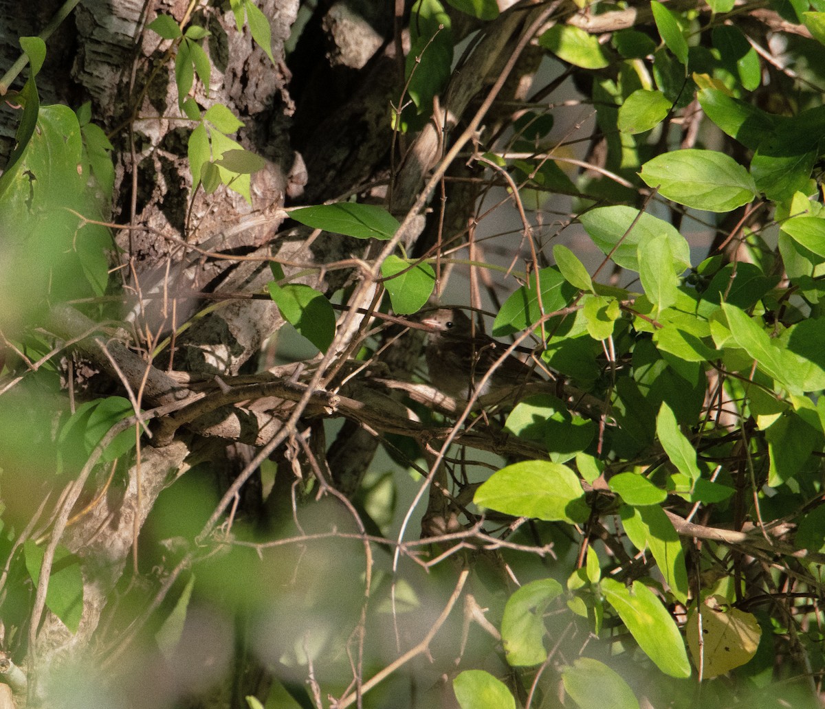 Field Sparrow - ML641087698