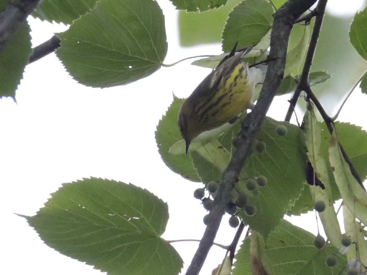 Cape May Warbler - ML641087709