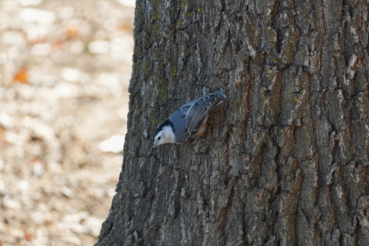 White-breasted Nuthatch - ML641087726
