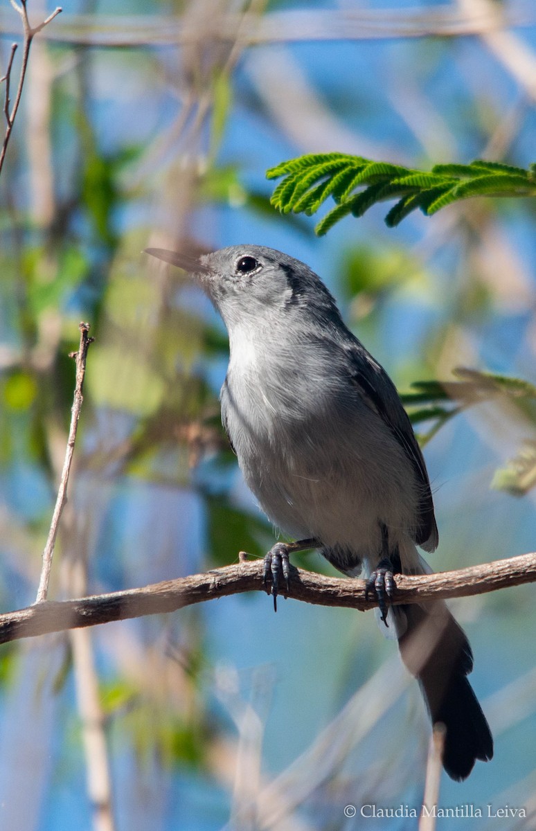 Cuban Gnatcatcher - ML641087759