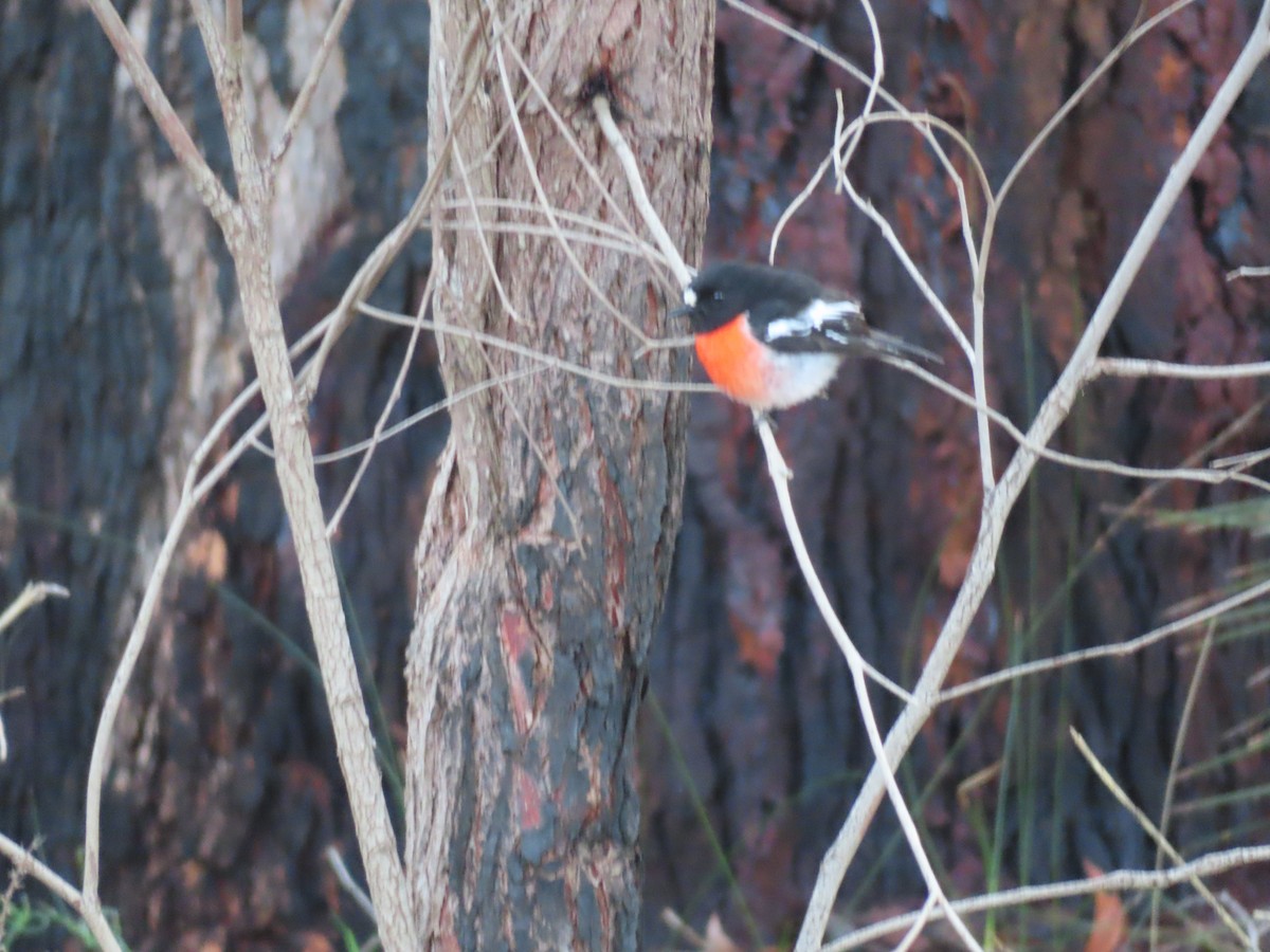 Scarlet Robin - ML641087775