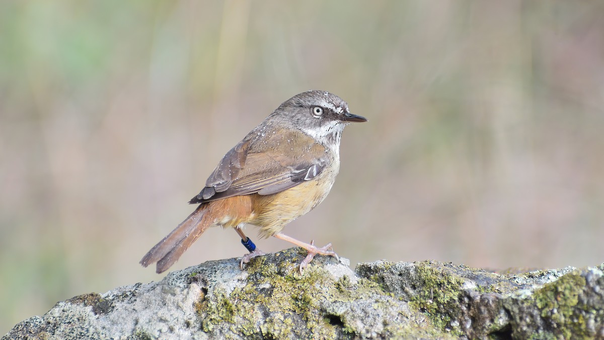 White-browed Scrubwren (White-browed) - ML641087827