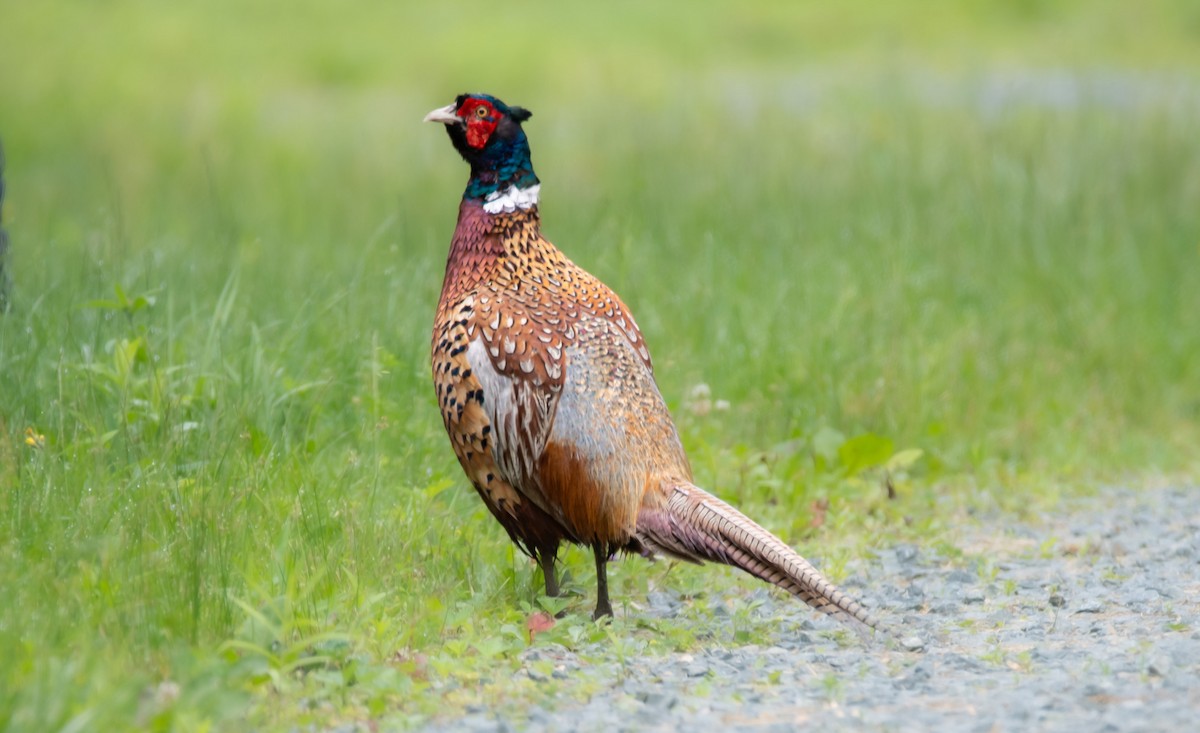 Jagdfasan - ML641087834