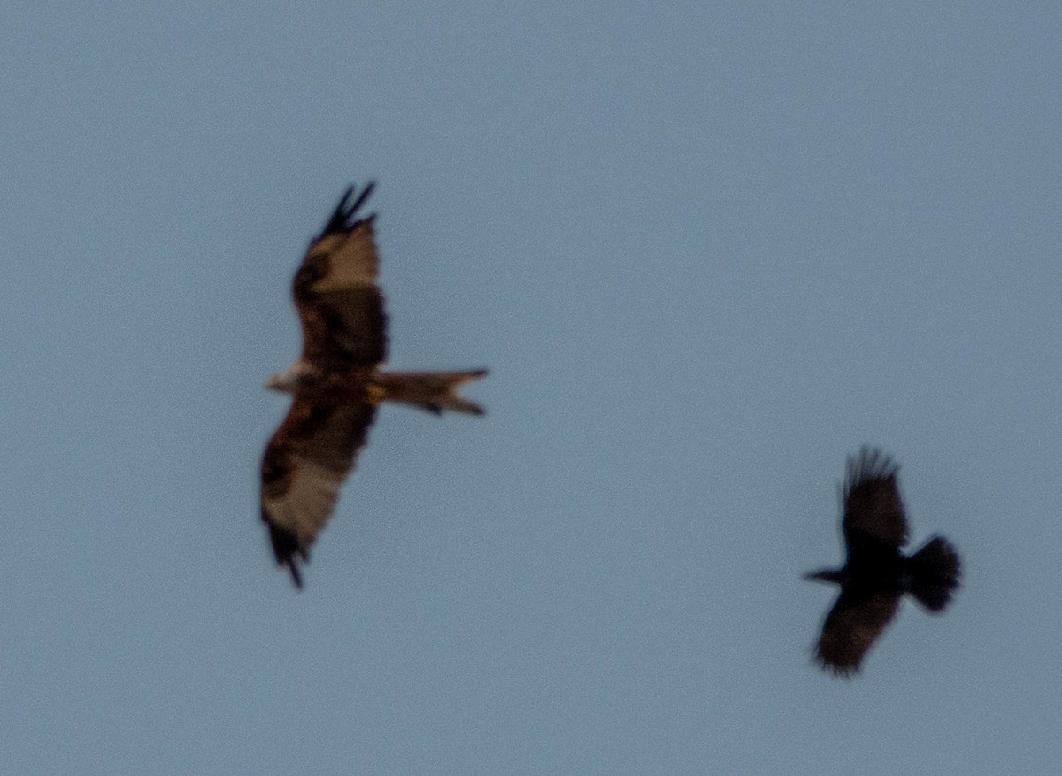 Red Kite - ML641087836