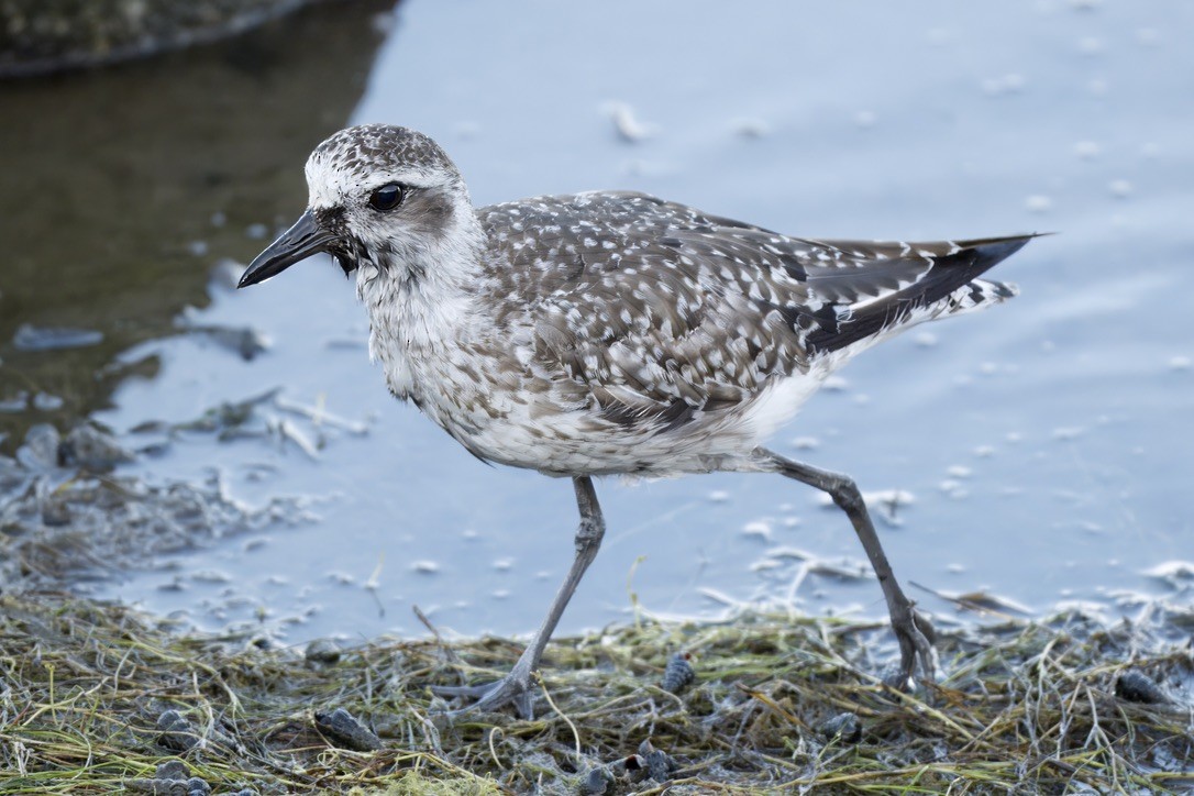 Black-bellied Plover - ML641087871