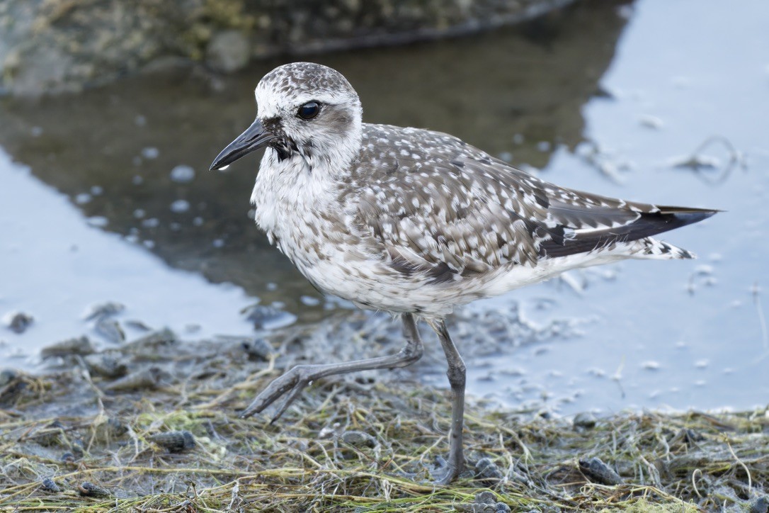 Black-bellied Plover - ML641087875