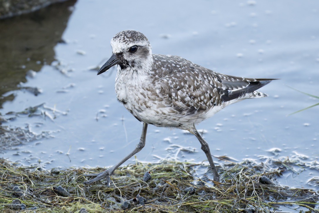 Black-bellied Plover - ML641087878