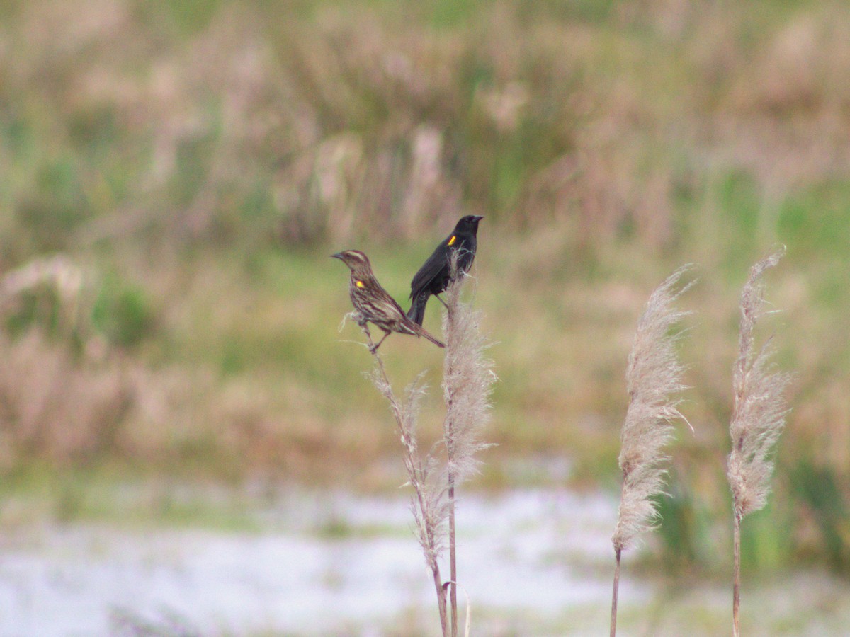 Yellow-winged Blackbird - ML641087880