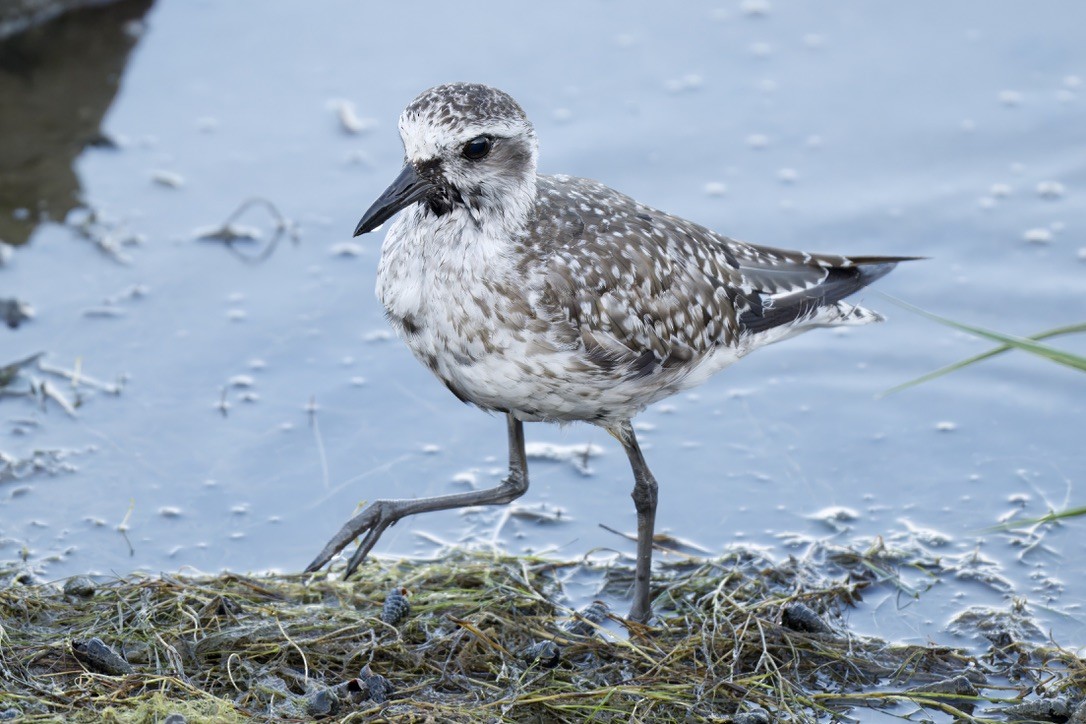 Black-bellied Plover - ML641087882
