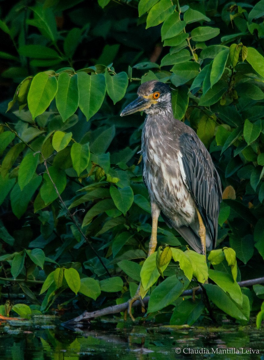 Yellow-crowned Night Heron - ML641087904
