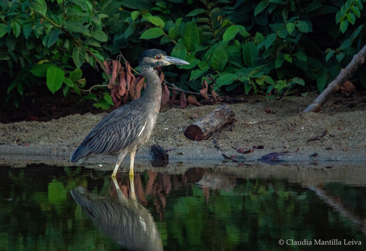 Yellow-crowned Night Heron - ML641087906