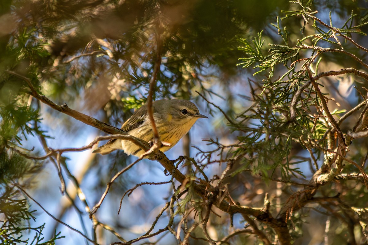 Cape May Warbler - ML641087947