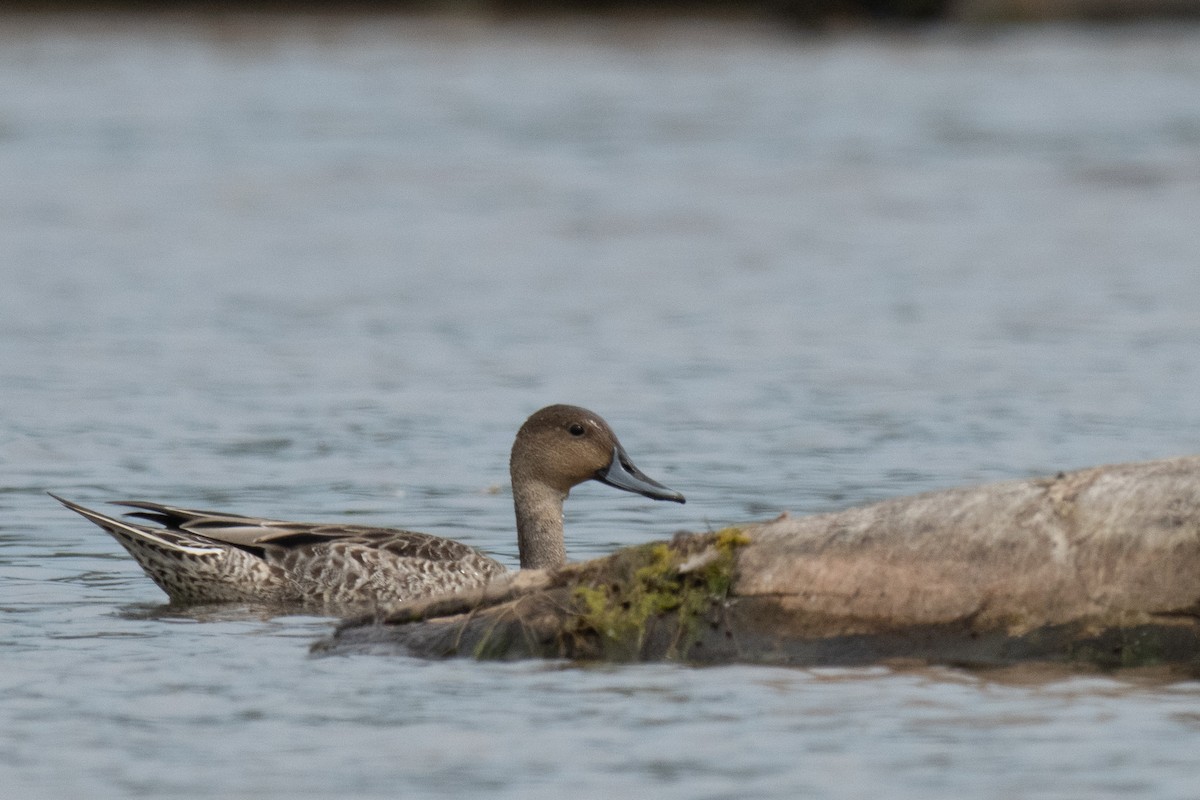 Northern Pintail - ML641087954