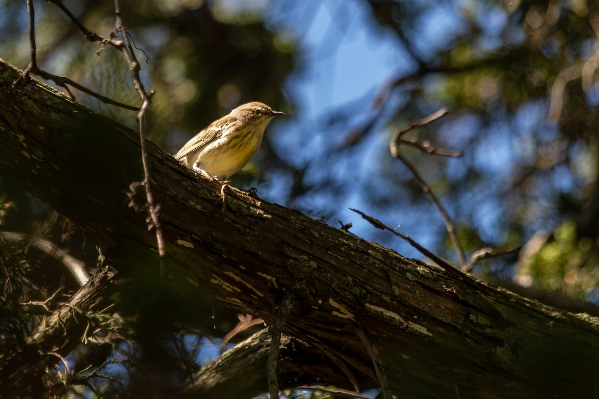 Cape May Warbler - ML641087955